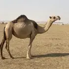 لقحه شقحا طيبه وسمين