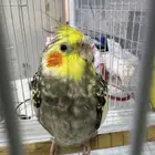 عصافير للبيع مع مستلزماتها