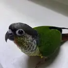 كنيور للبيع اليف جدا يلو سايد