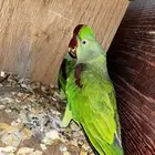 جوز دره نيبالي