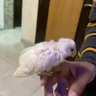 طير روز البينو عمره شهرين