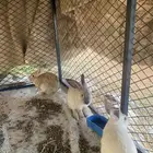 السلام عليكم ورحمه الله وبركاته اليوم اعرض لكم ارانب بلدي
