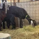 2 معزا معها 2 جفار - تم البيع