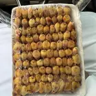طيور دخل