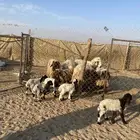 غنم نعيم خلفات 5 بهمها 5