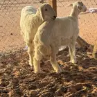 خروف ورخل