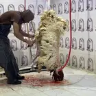 خرفان نعيمي ارخص سعر