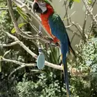 ببغاء هارلي كوين مكاو أليف