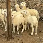بهم حري
