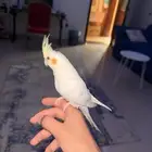 كروان كوكتيل الييف جذا