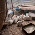 للبيع ارانب فرنسيه