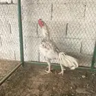 للبيع ديك باكستاني شامو