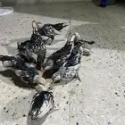 صوص سبرايت