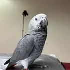 فرخ كاسكو اليف وهدد