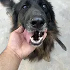 كلب جيرمن للبيع