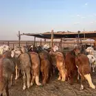 لبيع سواكن جذعان مغلقات