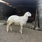 خروف