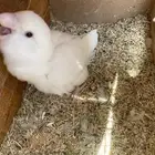 جوز روز لبينو عيون حمراء