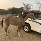 للبيع مهره شعبي العمر سنتين