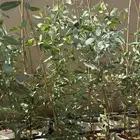 أشجار كينا للبيع