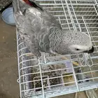كاسكو