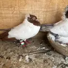 حمام زينه منوع تم البيع