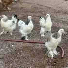 دجاج براهما كلومبي فواخرر