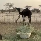 بيشة