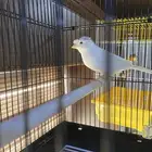 كناري
