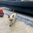 بسه قطه