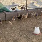 بيض فقاسه وصياصن بلدي للحجز
