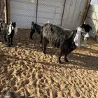 عنز متوم