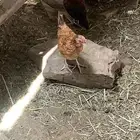صيصان بلدي