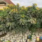 اشجار أكاسيا جلوكا