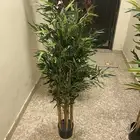 تحف وزرع