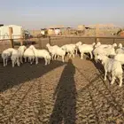 بهم حري