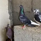 حمام قطيفي