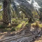 جريد ( سعف ) نخل