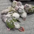 فروخ كنيور (((تم البيع خارج الموقع)))