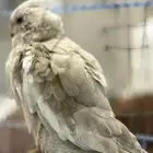 عصافير كروان