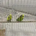 طيور