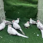يمام الماسي