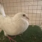 ذكر حمام