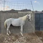 فرس شعبية