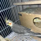 زوج بادحي منتج و ذكر كروان منتج و اليف