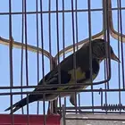 حسون سوري فرخ ذكر تم البيع