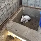 ارانب اناثي العدد 2