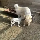 رخل ثنيه متبوعه