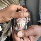 عنز