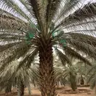 برحي حلوه حوشانه شهل